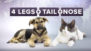 During a medical examination, your doctor may also detect other signs of pancreatic cancer, such as an enlarged gallbladder or the sudden onset of type 2 diabetes. Breakthrough How A Dog Cat Explain The New Fight Against Pancreas Cancer Firstcoastnews Com