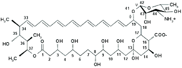 Image result for Amphotericin B