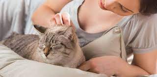 How To Help Your Grieving Cat Life Cats