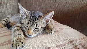 The bengal cat is a domesticated cat breed created from hybrids of domestic cats, especially the spotted egyptian mau, with the asian leopard cat (prionailurus bengalensis). Rescued Stray Bengal Kitten Learns To Play Fetch Youtube