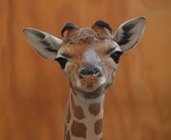 Image result for baby giraffe