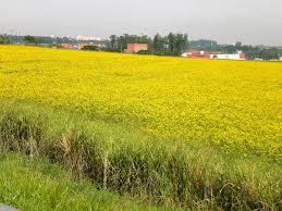 Image result for Crotalaria ochroleuca