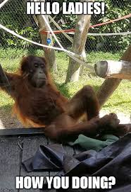 Pin On Orangutan Memes
