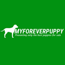 The welsh corgi is a loving and affectionate breed who will be a puppy at heart for its entire life. Corgi Puppies For Sale Myforeverpuppy1 Twitter