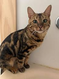 The bengal cat is highly active. So Cal Bengal Cat Rescue Publications Facebook