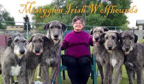 Find irish wolfhounds for sale on oodle classifieds. Mistyglen Irish Wolfhounds Home Facebook