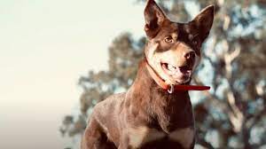 Find australian kelpies for sale on oodle classifieds. Australian Kelpie Sells For Record 19 2k At Working Dog Auction Bbc News