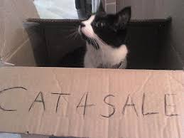 Dan boleh menjual belikan kucing rumahan. Pejabat Mufti Wilayah Persekutuan Hukum Jual Beli Kucing