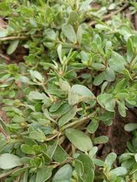 Image result for Portulaca oleracea