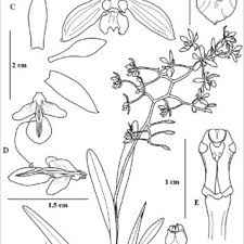 Image result for Ixora kalehensis