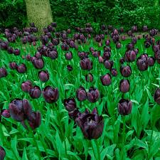 We have 26 tulips.com coupon codes as of july 2021 grab a free coupons and save money. Queen Of Night Tulip Black Mayflowering Tulip K Van Bourgondien