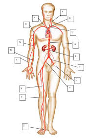 Not only do blood vessels carry oxygen and nutrients, they also transport carbon dioxide and waste products away from our cells. Https Mccarteranatomy Edublogs Org Files 2012 04 Lab Haspi 13a The Cardiovascular System B 2bdjj19 1xfq2pt Pdf