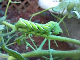 We did not find results for: Hornworms Are They Eating My Tomatoes Msu Extension