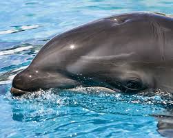 wholphin wikipedia