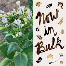 Image result for Nicotiana tabacum