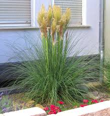 Cortaderia Selleona Pampasgras Graser Vorgarten Kiesgarten Zimmerblumen