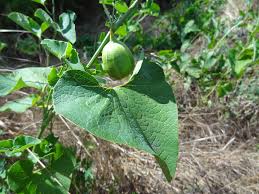 Image result for Aristolochia zenkeri
