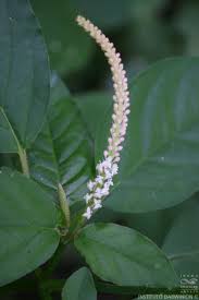 Image result for Hilleria latifolia