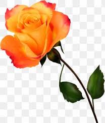 Blue Rose Flower Naruto Image Ino Yamanaka, PNG, 2289x2289px, Blue Rose,  Aldea Oculta De Konoha, Blue, Book, Character Download Free