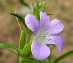 Image result for Barleria tanzaniana