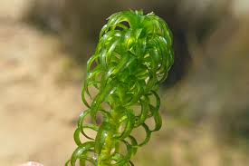 Image result for Lagarosiphon major