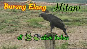Maybe you would like to learn more about one of these? Burung Elang Hitam Asli Kalimantan Youtube