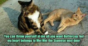 Poor Buttercup Animal Humour Pretty Cats Funny Animals