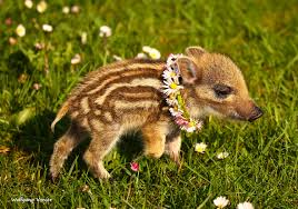 Da War Unser Obelix Noch Klei Und Suss Wildschwein Frischling Cute Wildundfreizeitparkallensbach Wildundfreizeitpark Wildpark Tiere Tierbabys Wildschwein