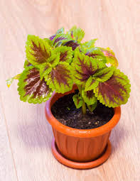Image result for Coleus pentheri