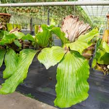 Image result for Platycerium stemaria