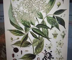 Ipecacuanhawurzel besteht aus den zerkleinerten und getrockneten unterirdischen organen von cephaelis ipecacuanha (brot.) Lerneinheit I 9 Flashcards Quizlet