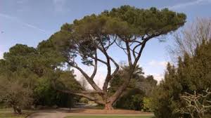 Image result for Welwitschiella