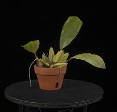 Image result for Bonatea antennifera