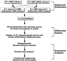 When integrated into an appropriate cloning vector to form recombinant dna, cdna may provide a. Reciprocal Subtraction Differential Rna Display An Efficient And Rapid Procedure For Isolating Differentially Expressed Gene Sequences Pnas