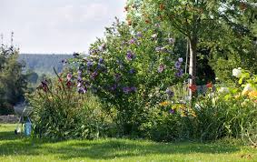 Hibiskus kommt in allen sehr warmen gebieten der erde vor. Hibiskus Bluht Nicht Das Konnen Sie Tun