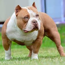 Pin On Bully S