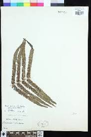 Image result for Pseudocyclosorus