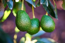 Have holiday desserts delivered right to your doorstep. Freshfruitportal Com Fruit And Vegetable News From Around The Globe