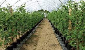 We did not find results for: Intensive Blueberries Production Using Plastic Greenhouses Horti Generation