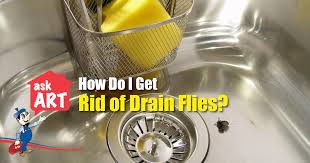 drain flies infesting your kitchen sink