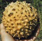 Image result for Acanthosicyos