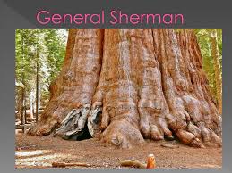 We did not find results for: Ppt Trees In Photography Powerpoint Presentation Free Download Id 1541849