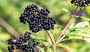 Fructele de soc curăţă rinichii, stomacul şi se recomandă mai ales sedentarilor, predispuşi la obezitate. 10 Alimente Care Sunt De Fapt Otravitoare Pentru Oameni 2021