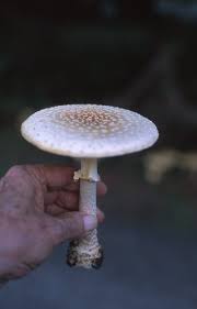 Check spelling or type a new query. Poffenbaugh Gardening Advice Mushrooms Tips And Myths