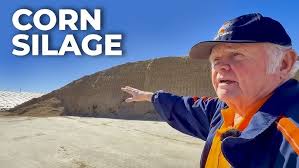 Organic Dairy Grazing