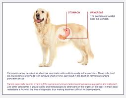 In reality, 90% of the time, the inciting cause of pancreatitis in dogs is idiopathic (cannot be determined). How To Diagnose Pancreatic Cancer In Dogs