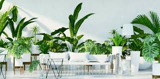 See more ideas about plants, planting flowers, indoor plants. Unkillable Houseplants 5 Of The Best Indoor Plants For Beginners The London Resident