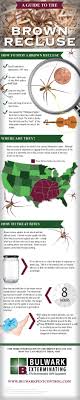 Spiders can't close their eyes because they don't have eyelids but they reduce their activity levels and lower their metabolic rate to conserve energy. A Guide To The Brown Recluse Spider Infographic Brown Recluse Spider Brown Recluse Recluse Spider