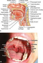 If pharyngeal transit time is increased, motility problems are present. Jaypeedigital Ebook Reader