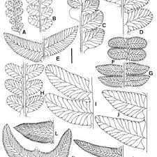 Image result for Blechnum ivohibense